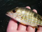 Lane Snapper