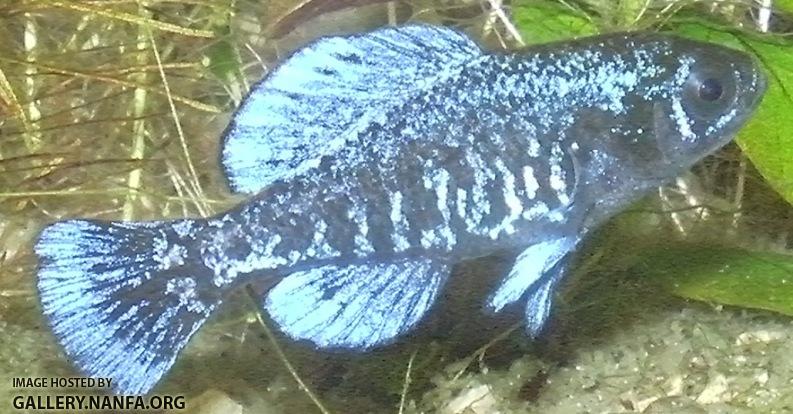 elassoma gilberti male 3 resize crop smaller