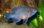 sunfish