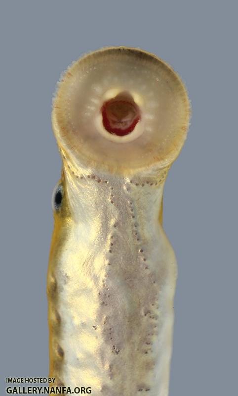 Lampetra aepyptera Least Brook Lamprey 298-1500
