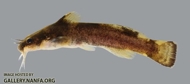 Noturus maydeni Black River Madtom 1751