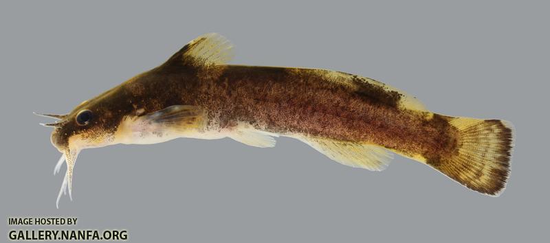 Noturus maydeni Black River Madtom 1751