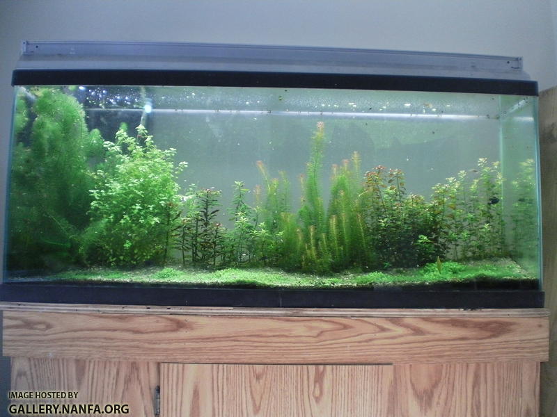55 gallon tank as of 2012_04_03