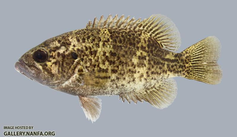 Ambloplites constellatus Ozark Bass 2378 