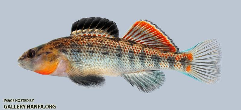 Etheostoma spectabile  Orangethroat Darter 198