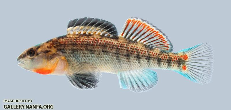 Etheostoma spectabile Orangethroat Darter 222