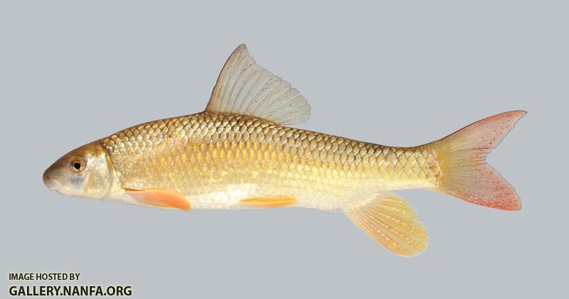 Moxostoma pisolabrum Pealip Redhorse 317