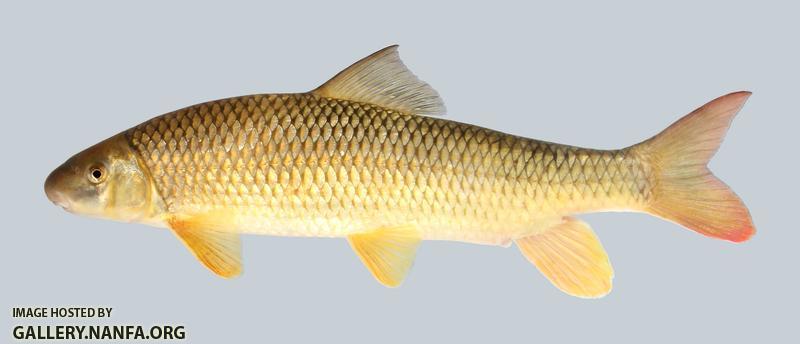 Moxostoma pisolabrum Pealip Redhorse 427