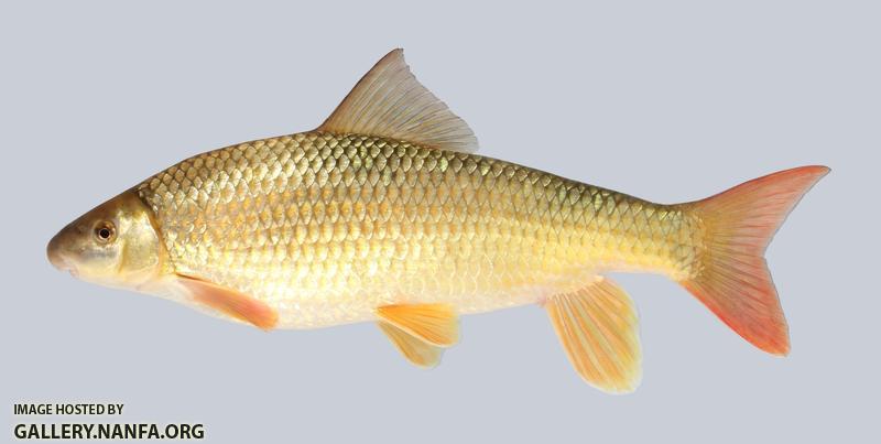 Moxostoma pisolabrum Pealip Redhorse 710-1