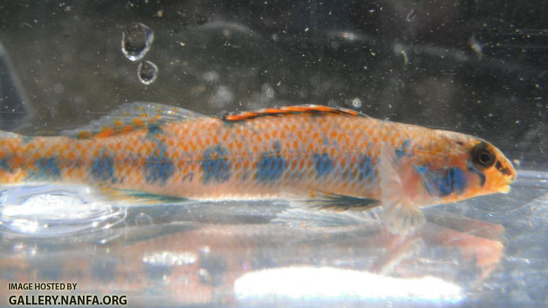 Speckled Darter 7.JPG