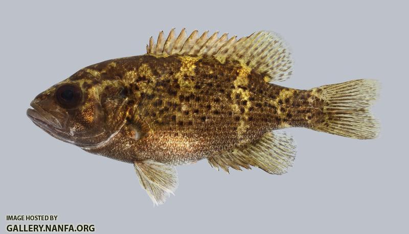 Ambloplites constellatus Ozark Bass 257