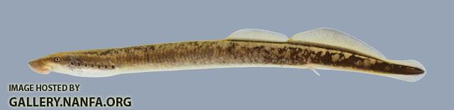 Lampetra aepyptera Least Brook Lamprey  358