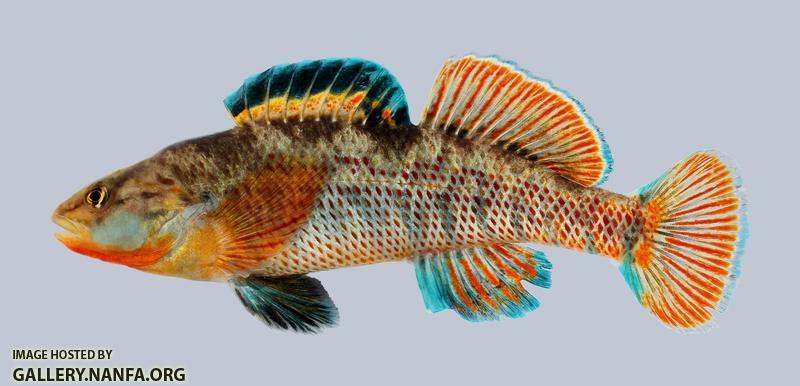 Etheostoma caeruleum Rainbow Darter 699