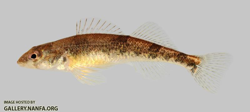 Percina uranidea Stargazing Darter 3958