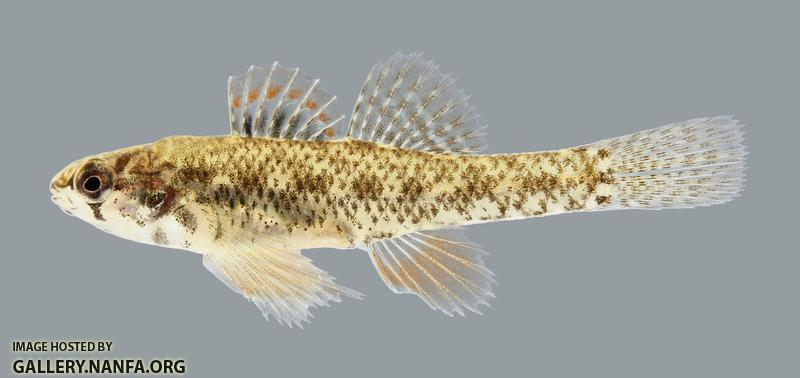Etheostoma microperca Least Darter 1118