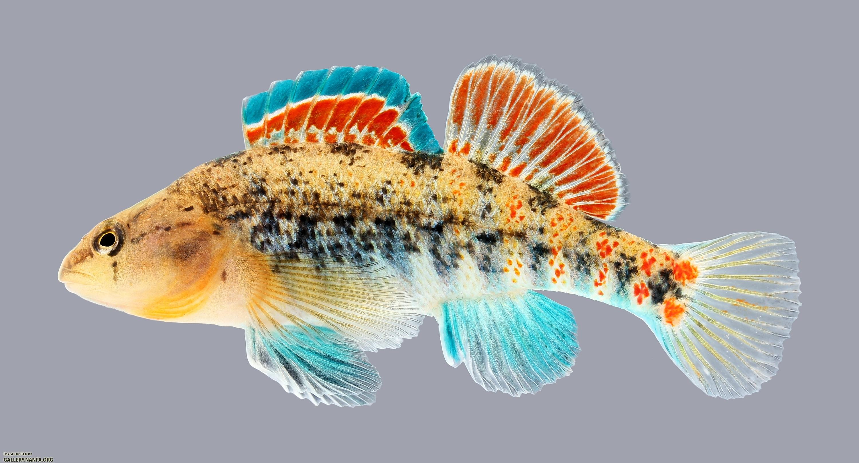 Etheostoma spectabile Orangethroat Darter 1065