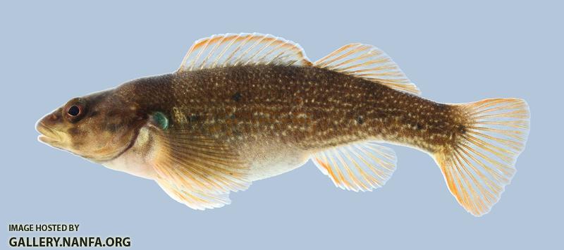 Etheostoma juliae Yoke Darter 2000