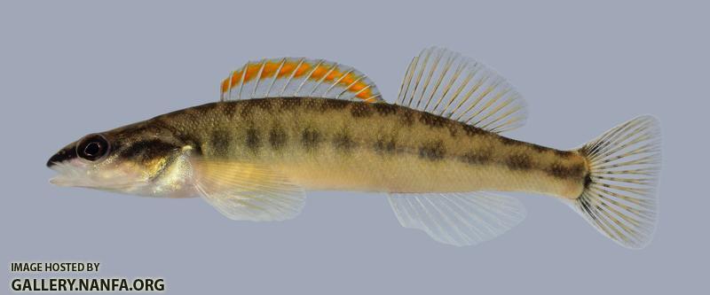 Percina phoxocephala Slenderhead Darter 836 