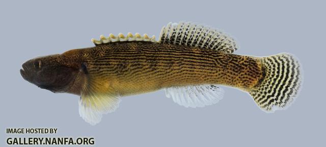 Etheostoma flabellare lineolatum Striped Fantail Darter 1192