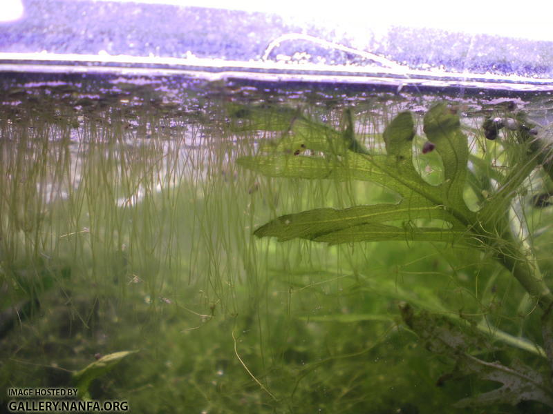 baby Elassoma gilberti full size photo2