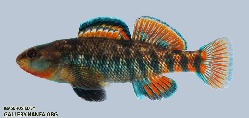 Etheostoma caeruleum Rainbow Darter 1386