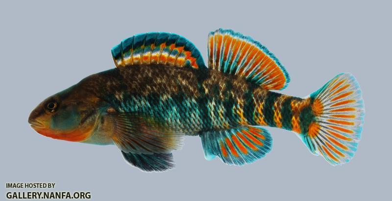 Etheostoma caeruleum Rainbow Darter 1951