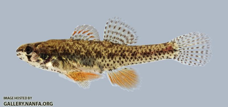Etheostoma microperca Least Darter 2071