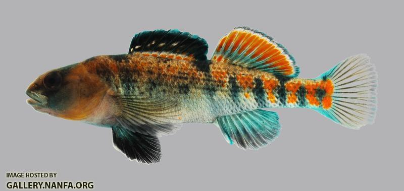 Etheostoma spectabile Orangethroat Darter 2977