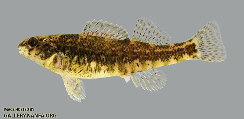 Etheostoma zonale Banded Darter 2752