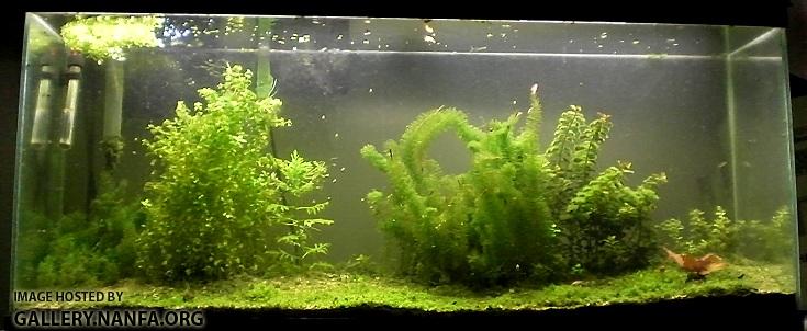 55 gallon tank as of 05_17_2012