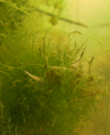 dead fry killed by stagnant water