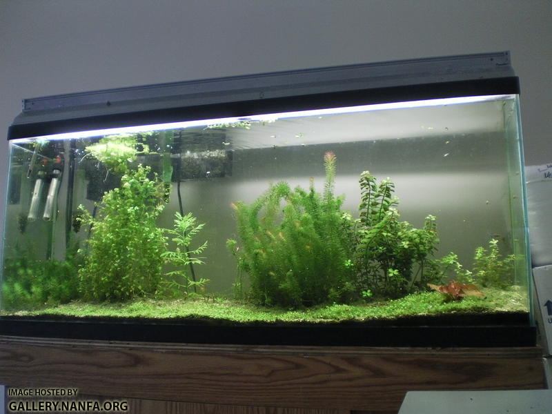 55 gallon Elassoma gilberti aquarium on 5.19.12