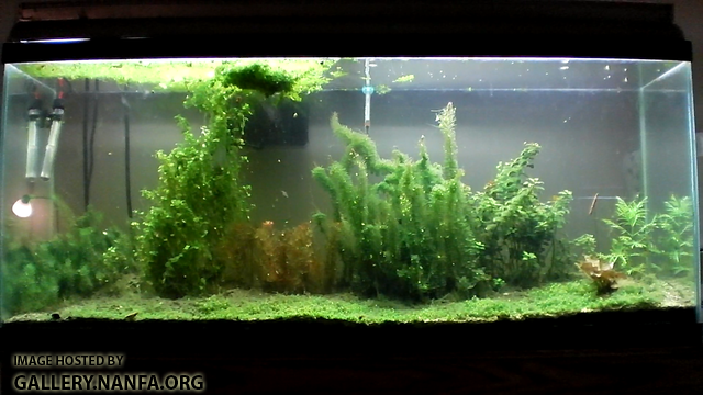 55 gallon Elassoma gilberti aquarium as of May 23rd 2012