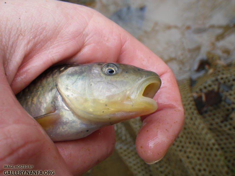 Bluehead Chub