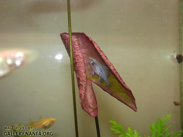Elassoma gilberti in red tiger lotus full size image