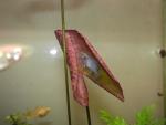 Elassoma gilberti in red tiger lotus full size image