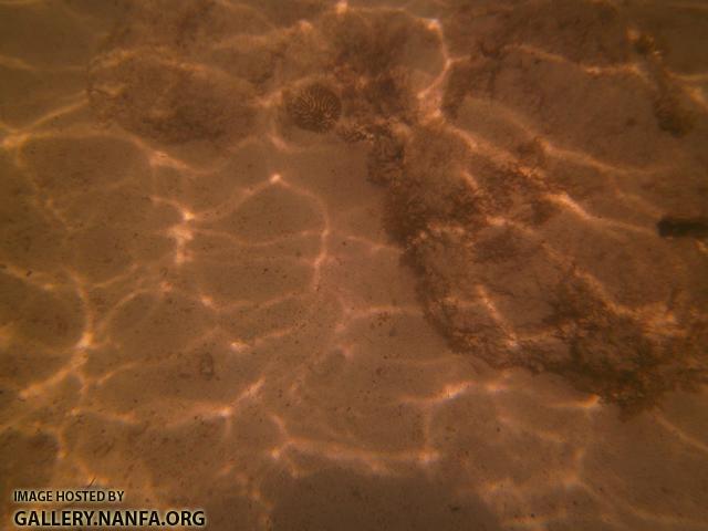 reef fish 13