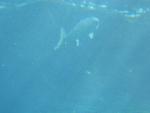Atlantis Resort Aquarium