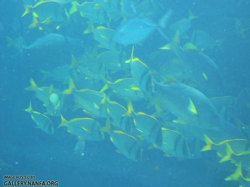 black masks pork fish maybe