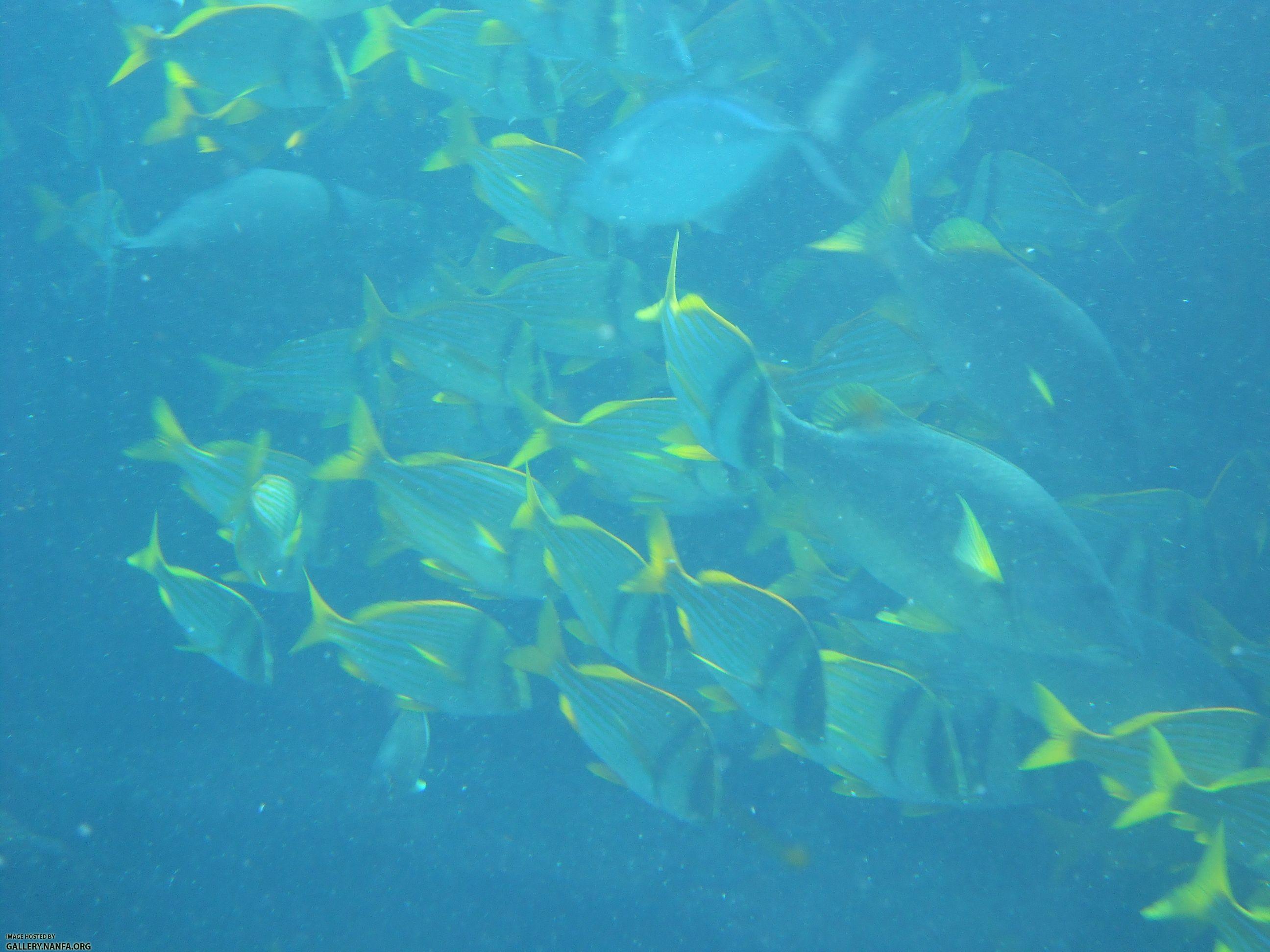 black masks pork fish maybe