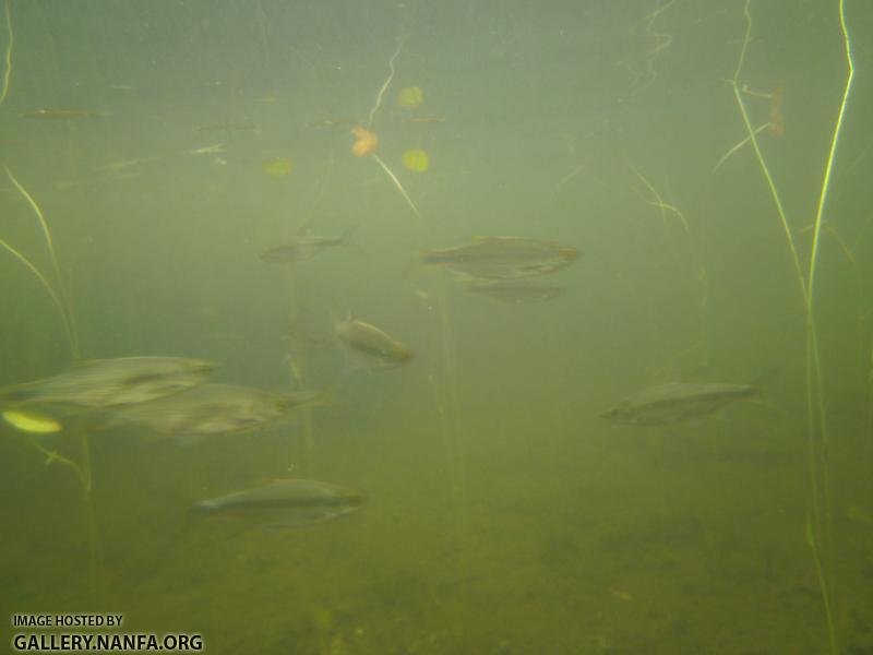 golden shiner 12