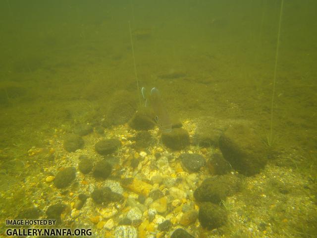 nest pumpkinseed