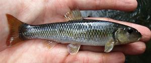 River Chub