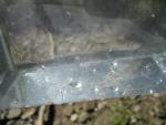 minnow 2