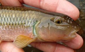 River Chub