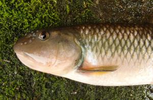 River Chub