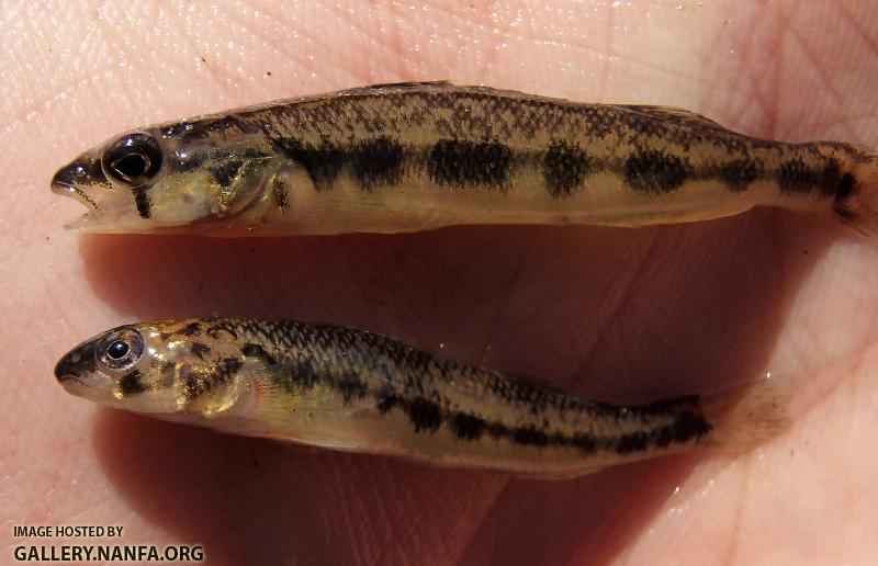 Blackside Darter and Channel Darter