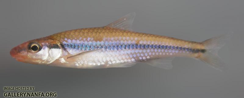 Hybopsis rebrifrons MCNUTT CREEK