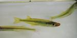 Labidesthes sicculus silversides