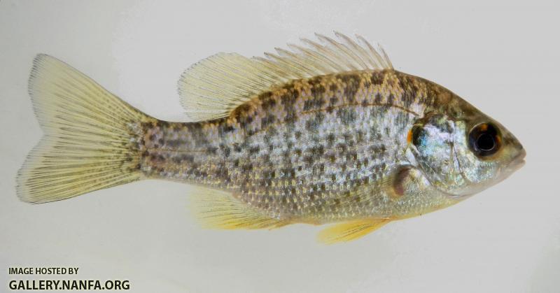 Lepomis microlophus